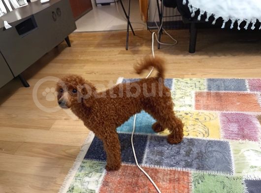 7 Aylık Dişi Minyatür Red Brown Dişi Poodle görsel