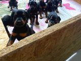 FCİ SCR DOBERMAN YAVRULAR