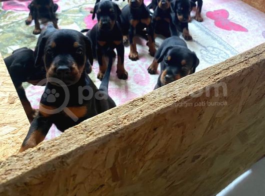 Fci̇ Scr Doberman Yavrular