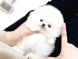 Teady Bear Pomerani̇an Boo Bebekleri̇mi̇z