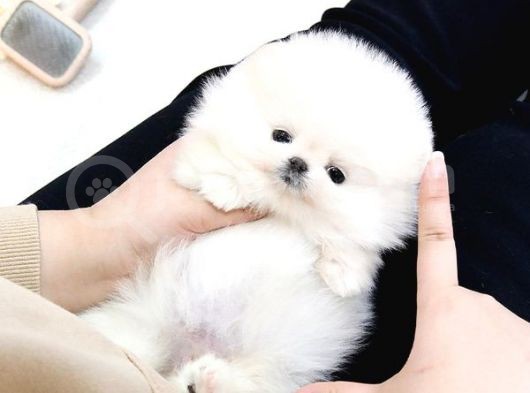 Teady Bear Pomerani̇an Boo Bebekleri̇mi̇z görsel