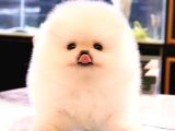 Bi̇ri̇nci̇ Sinif Güzelli̇kteki̇ Pomerani̇an Boo Bebekler