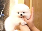 Show Kali̇te Gülen Surat Pomerani̇an Boo Bebekler
