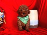 Wc eğitimlidir poodle yavrular