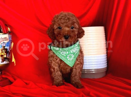 Wc Eğitimlidir Poodle Yavrular