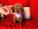 Wc Eğitimlidir Poodle Yavrular