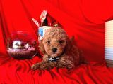 Wc Eğitimlidir Poodle Yavrular