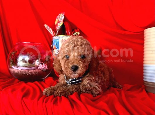 Wc Eğitimlidir Poodle Yavrular görsel