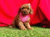 Yavru Köpeğim Poodle