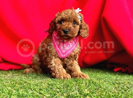Yavru Köpeğim Poodle görsel