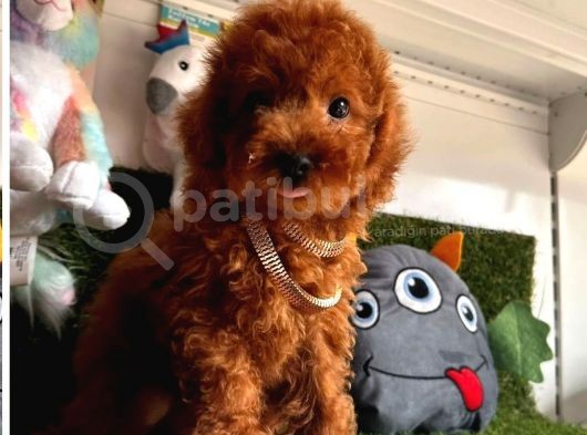 Yavru Köpeğim Poodle görsel