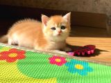 A Kalite Bri̇ti̇sh Shorthai̇r Golden  Ve Si̇lvir Yavrular