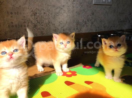 A Kalite Bri̇ti̇sh Shorthai̇r Golden  Ve Si̇lvir Yavrular görsel