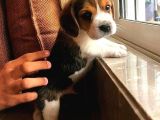 Elizabeth beagle garantili safkan üç renk orjinal