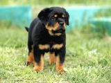 Muhteşem rottweiler yavruları