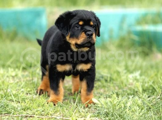Muhteşem Rottweiler Yavruları