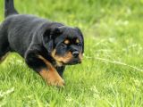 Muhteşem Rottweiler Yavruları