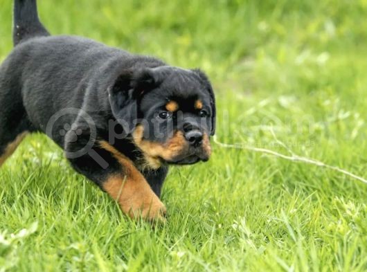 Muhteşem Rottweiler Yavruları görsel