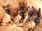 Muhteşem belçika malinois yavruları