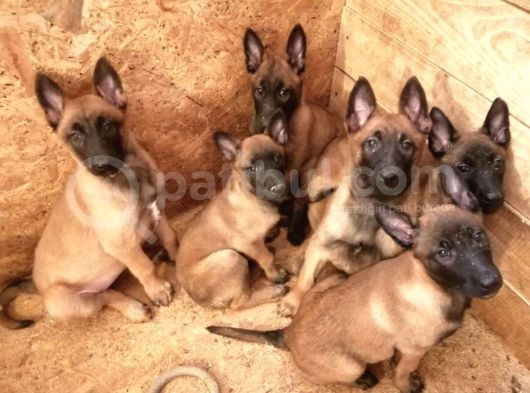 Muhteşem Belçika Malinois Yavruları