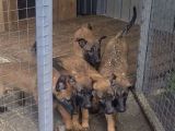 Muhteşem Belçika Malinois Yavruları