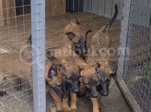 Muhteşem Belçika Malinois Yavruları görsel