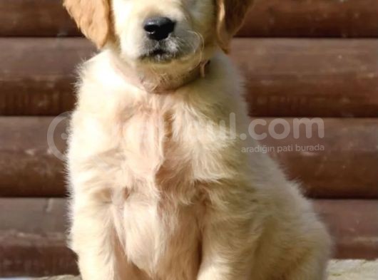 Muhteşem Golden Retriever Yavruları görsel