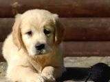 Muhteşem golden retriever yavruları