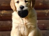 Muhteşem Golden Retriever Yavruları