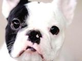 Frenchbulldog Korsan Siyah Beyaz Orjinal Safkan