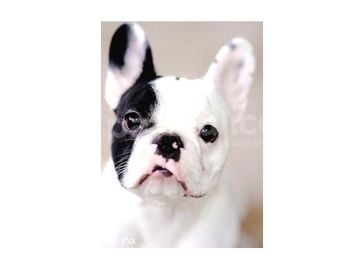 Frenchbulldog Korsan Siyah Beyaz Orjinal Safkan görsel