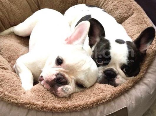 Frenchbulldog Korsan Siyah Beyaz Orjinal Safkan