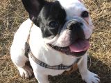 Frenchbulldog Korsan Siyah Beyaz Orjinal Safkan