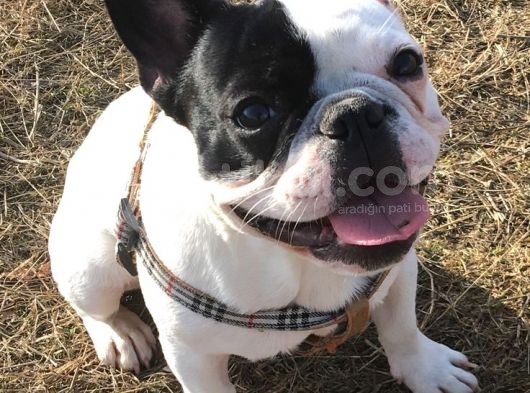 Frenchbulldog Korsan Siyah Beyaz Orjinal Safkan görsel