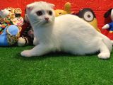 Muhteşem Kalite Scottish Fold Yavrularımızla Tanışmaya Hazır Mısınız