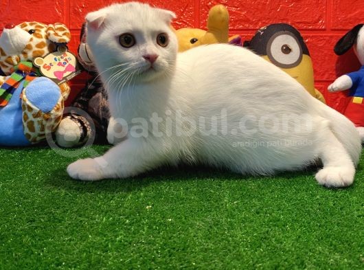 Muhteşem Kalite Scottish Fold Yavrularımızla Tanışmaya Hazır Mısınız görsel