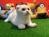 Muhteşem Kalite Scottish Fold Yavrularımızla Tanışmaya Hazır Mısınız