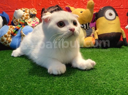 Muhteşem Kalite Scottish Fold Yavrularımızla Tanışmaya Hazır Mısınız görsel