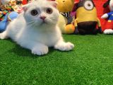 Muhteşem Kalite Scottish Fold Yavrularımızla Tanışmaya Hazır Mısınız
