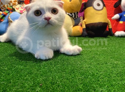 Muhteşem Kalite Scottish Fold Yavrularımızla Tanışmaya Hazır Mısınız görsel