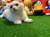 Muhteşem Kalite Scottish Fold Yavrularımızla Tanışmaya Hazır Mısınız