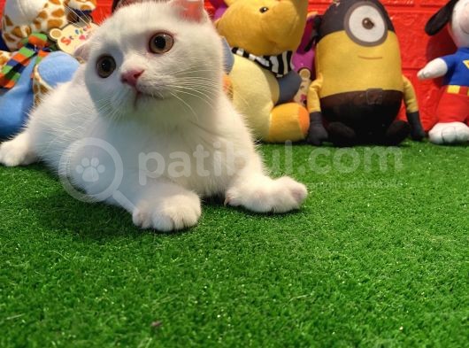 Muhteşem Kalite Scottish Fold Yavrularımızla Tanışmaya Hazır Mısınız görsel