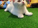 Muhteşem Kalite Scottish Fold Yavrularımızla Tanışmaya hazır mısınız