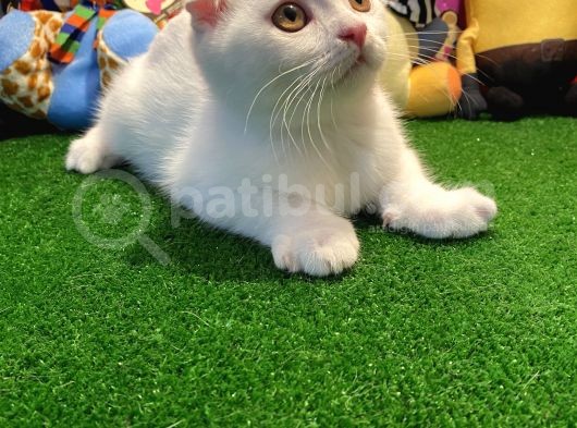 Muhteşem Kalite Scottish Fold Yavrularımızla Tanışmaya Hazır Mısınız