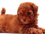 Erkek Ve Dişi Toy Poodle Yavrular