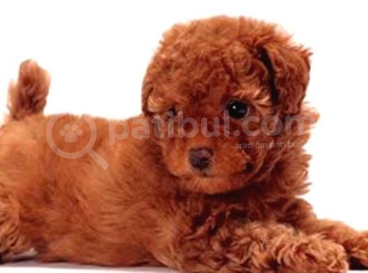 Erkek Ve Dişi Toy Poodle Yavrular görsel