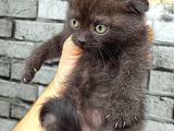 Çikolata Scottish Fold Erkek Son Kalan Yavrum