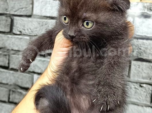 Çikolata Scottish Fold Erkek Son Kalan Yavrum görsel