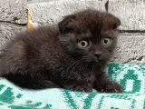 Çikolata Scottish Fold Erkek Son Kalan Yavrum