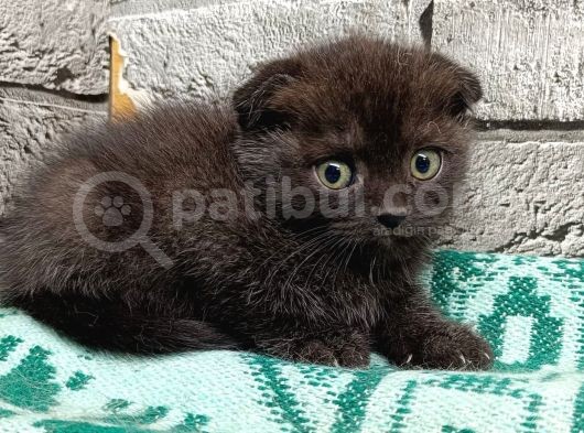 Çikolata Scottish Fold Erkek Son Kalan Yavrum görsel